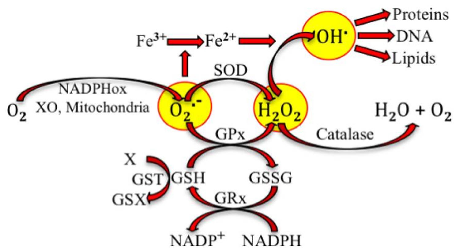 antioxidant reaction