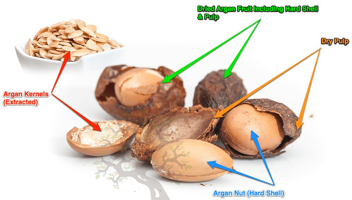 argan fruit