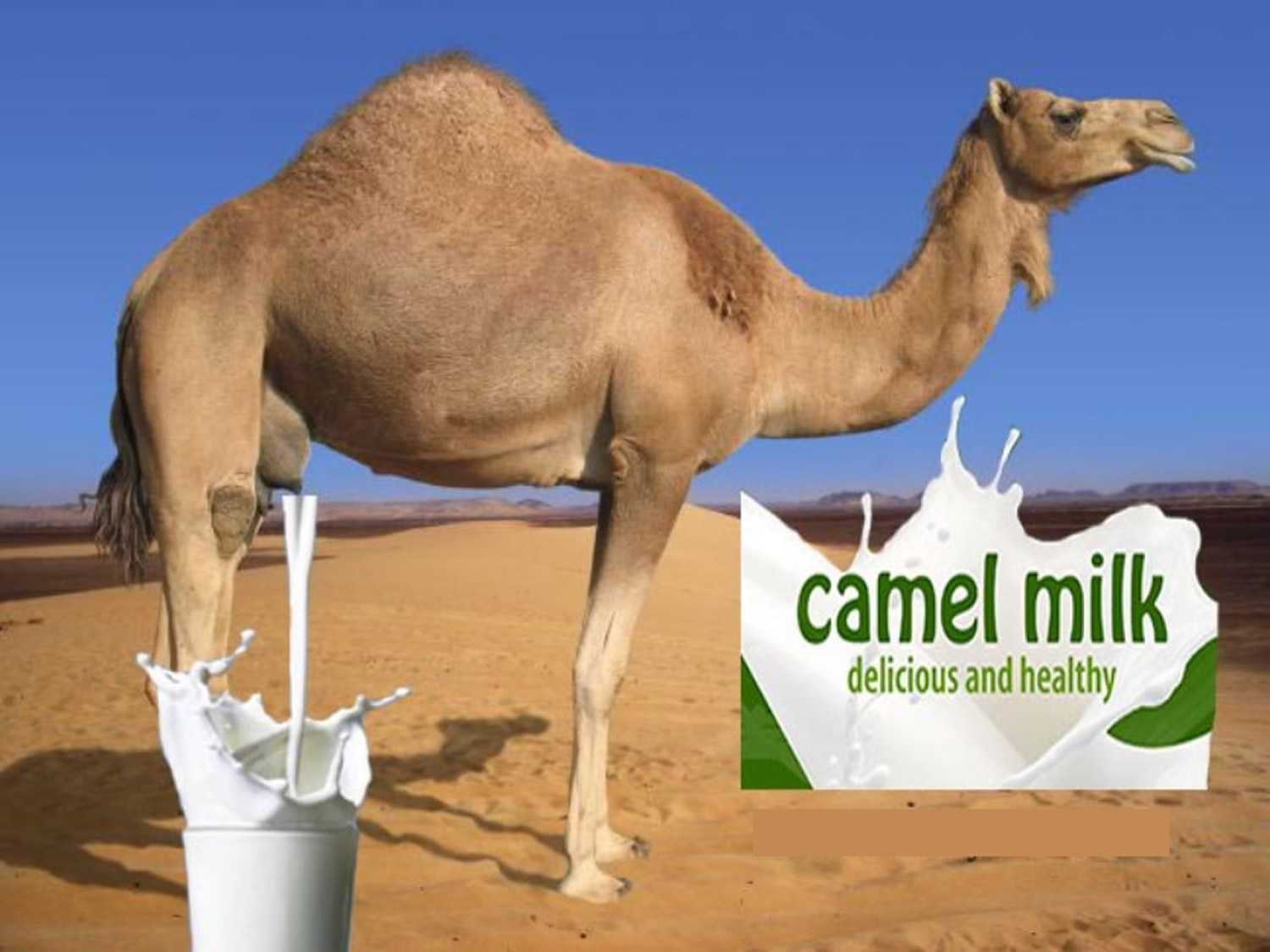 Camel Milk Health Benefits