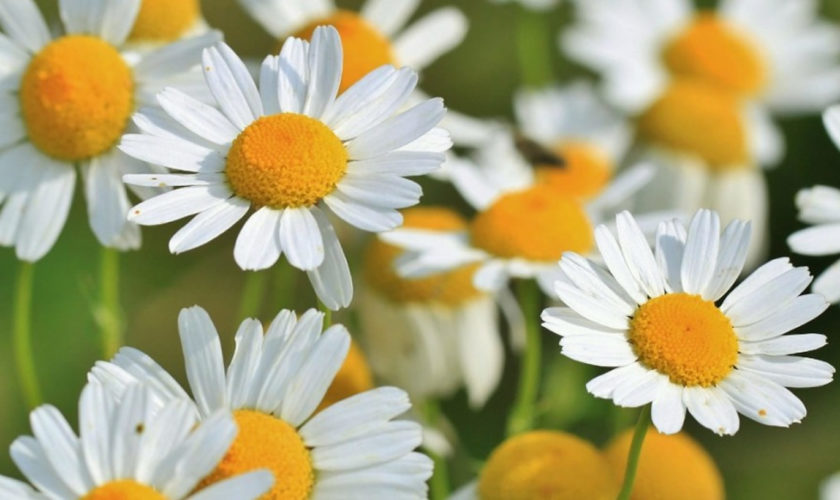 camomile