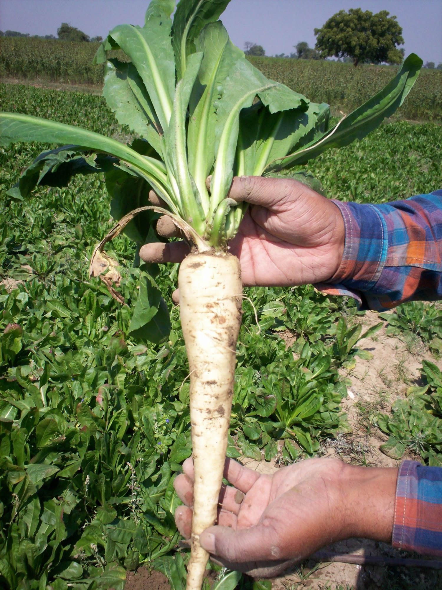 Raw Chicory Root