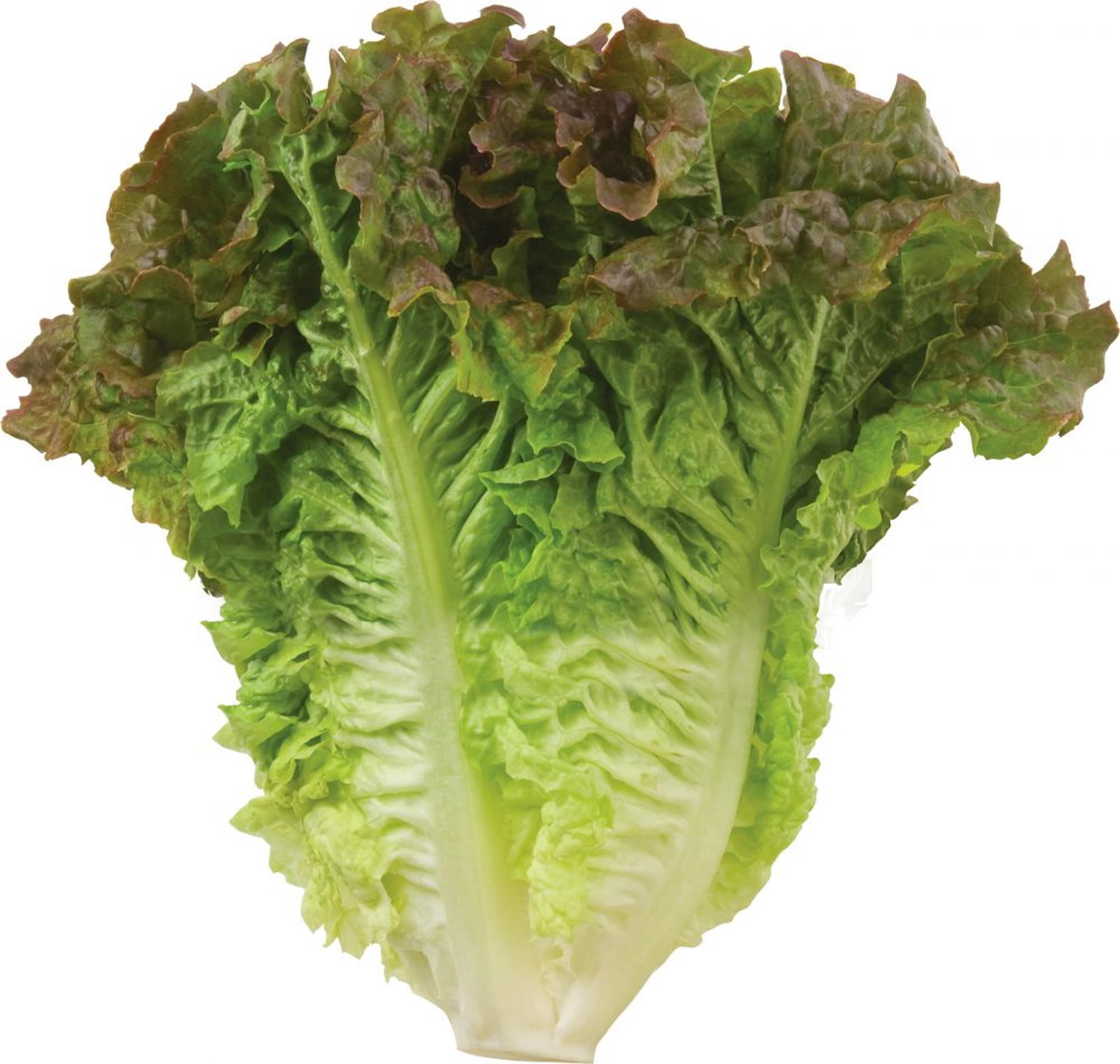 cos lettuce
