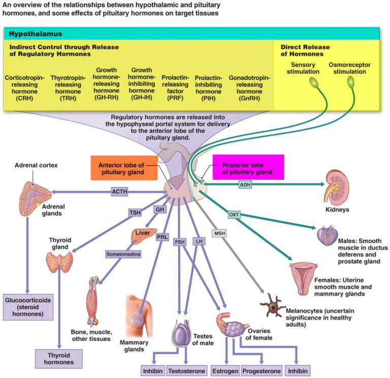 Balance Hormones Naturally - How To Balance Hormones Naturally