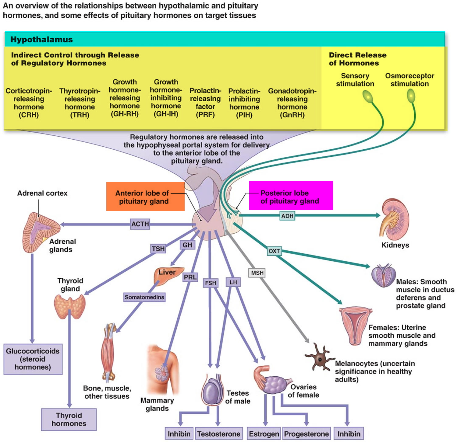 Endocrine System Hormones And Functions 