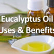eucalyptus essential oil benefits