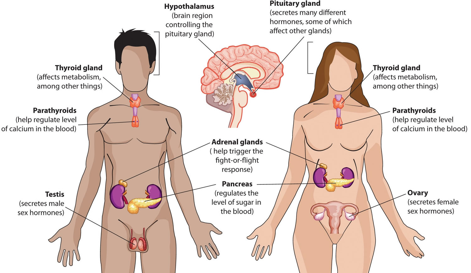 pituitary gland hormones imbalance