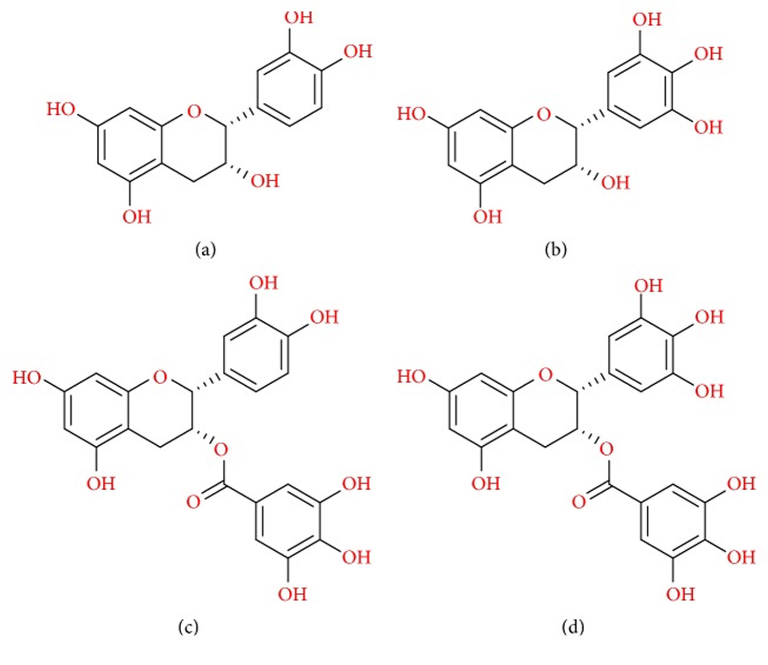 major catechins present in tea