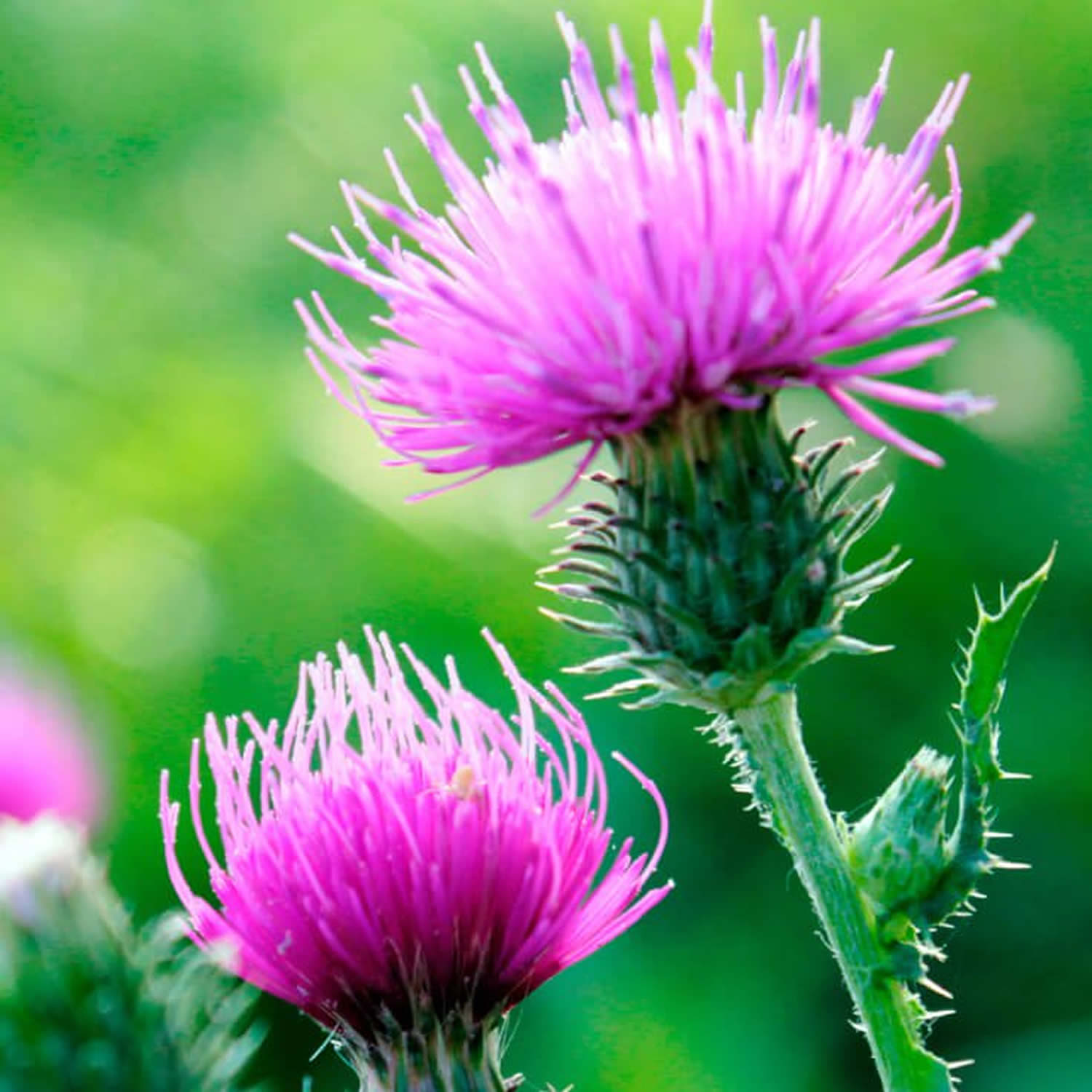 milk-thistle-health-benefits-side-effects-of-milk-thistle