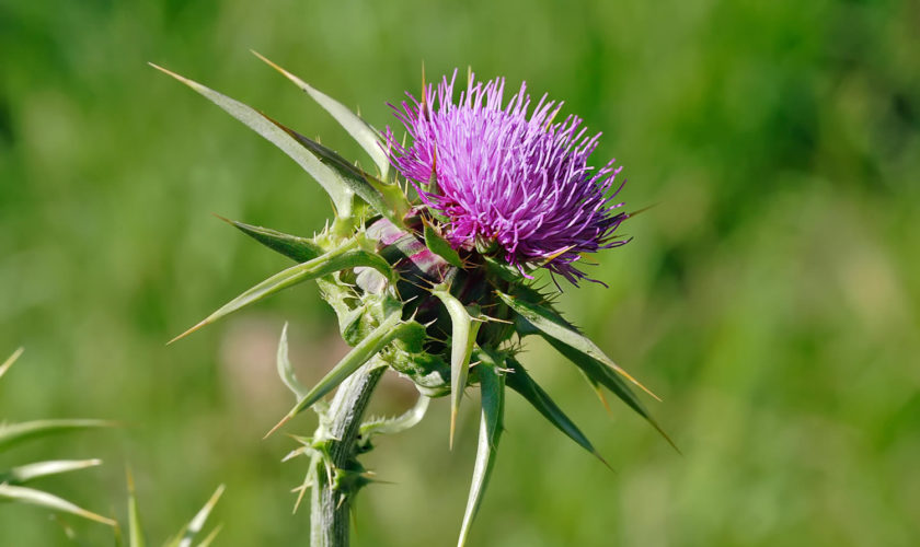 milk thistle