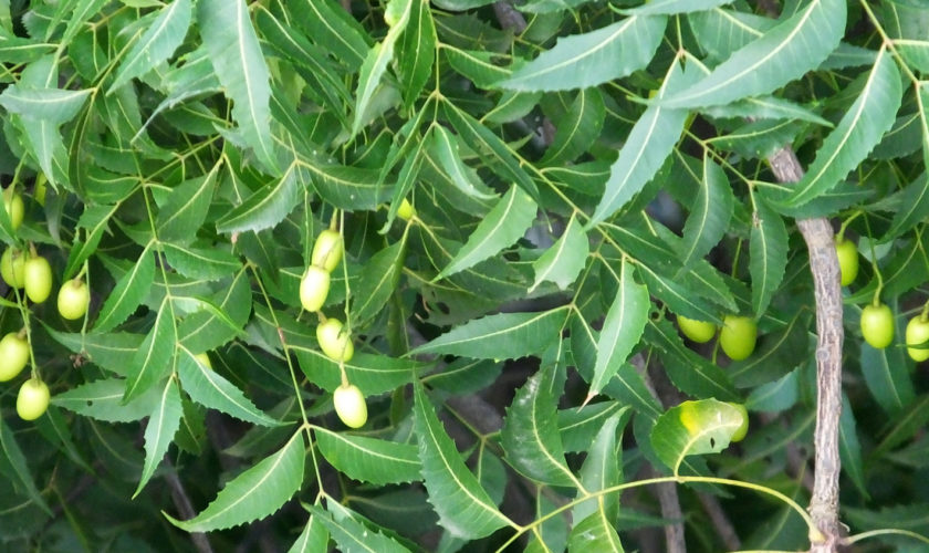 neem fruit and tree
