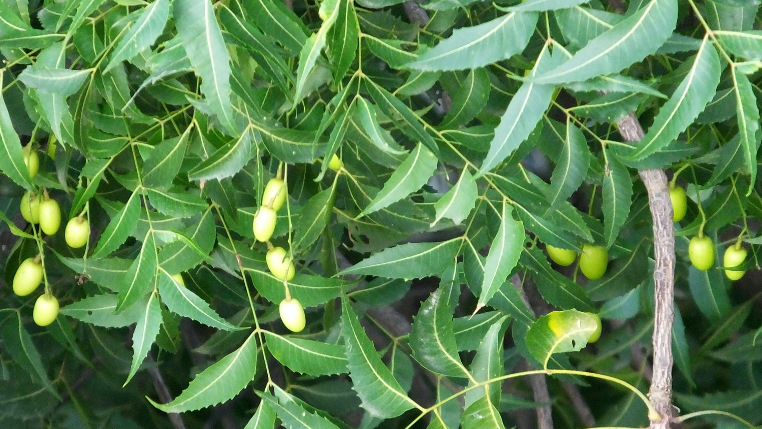 neem fruit and tree