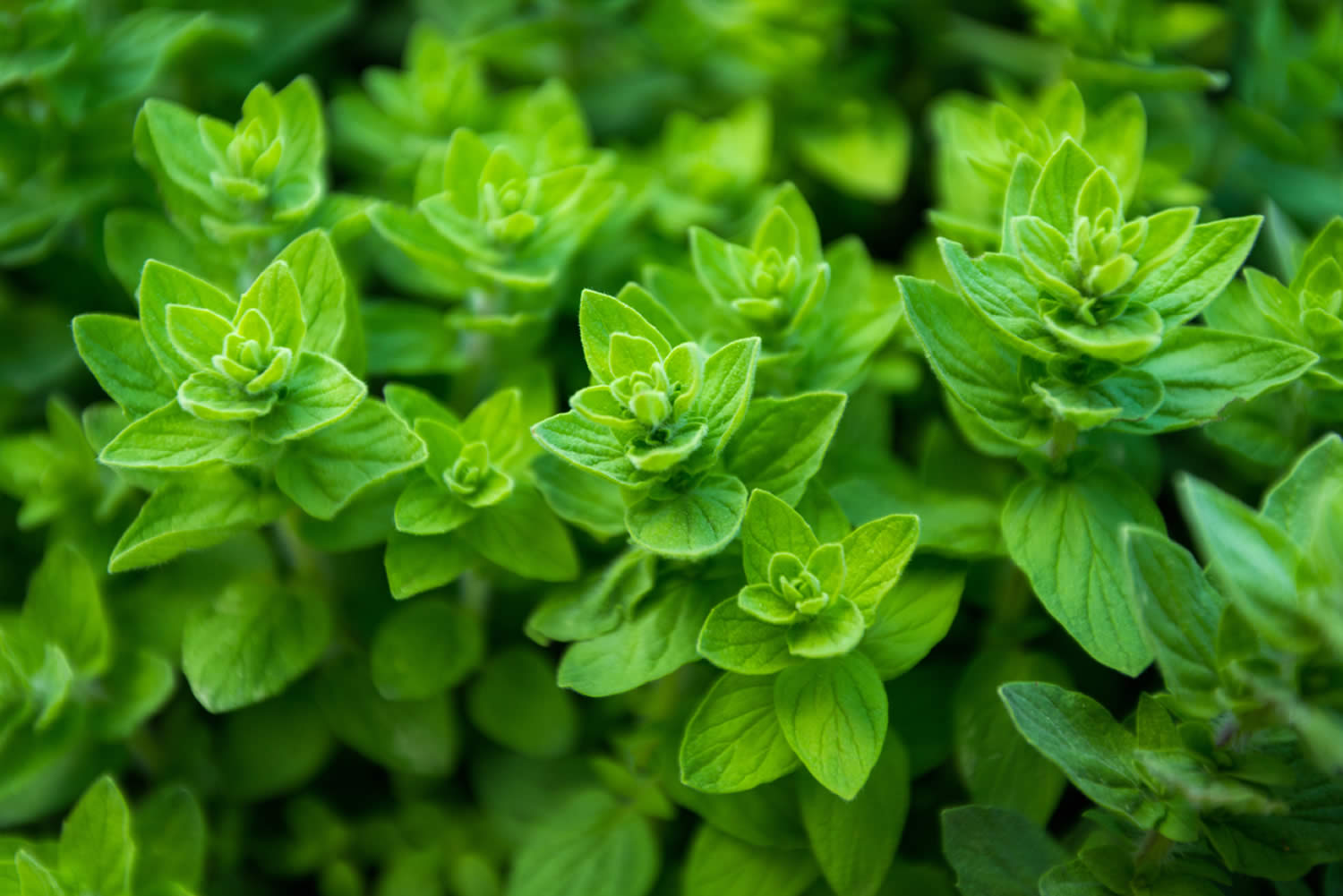 Oregano Oil - Are There Any Benefits To Using Oregano Oil & Side Effects