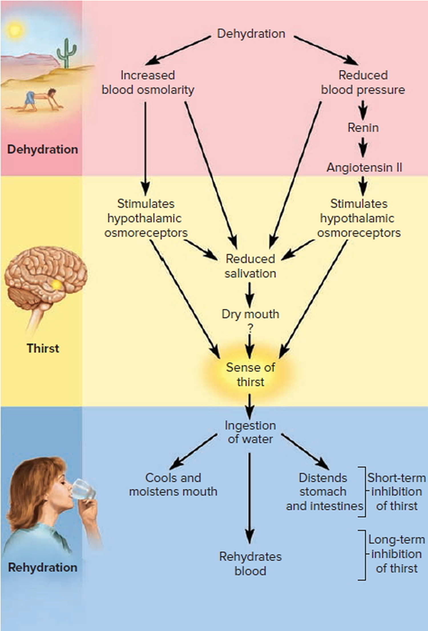 regulation of water intake