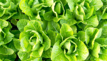 romaine lettuce