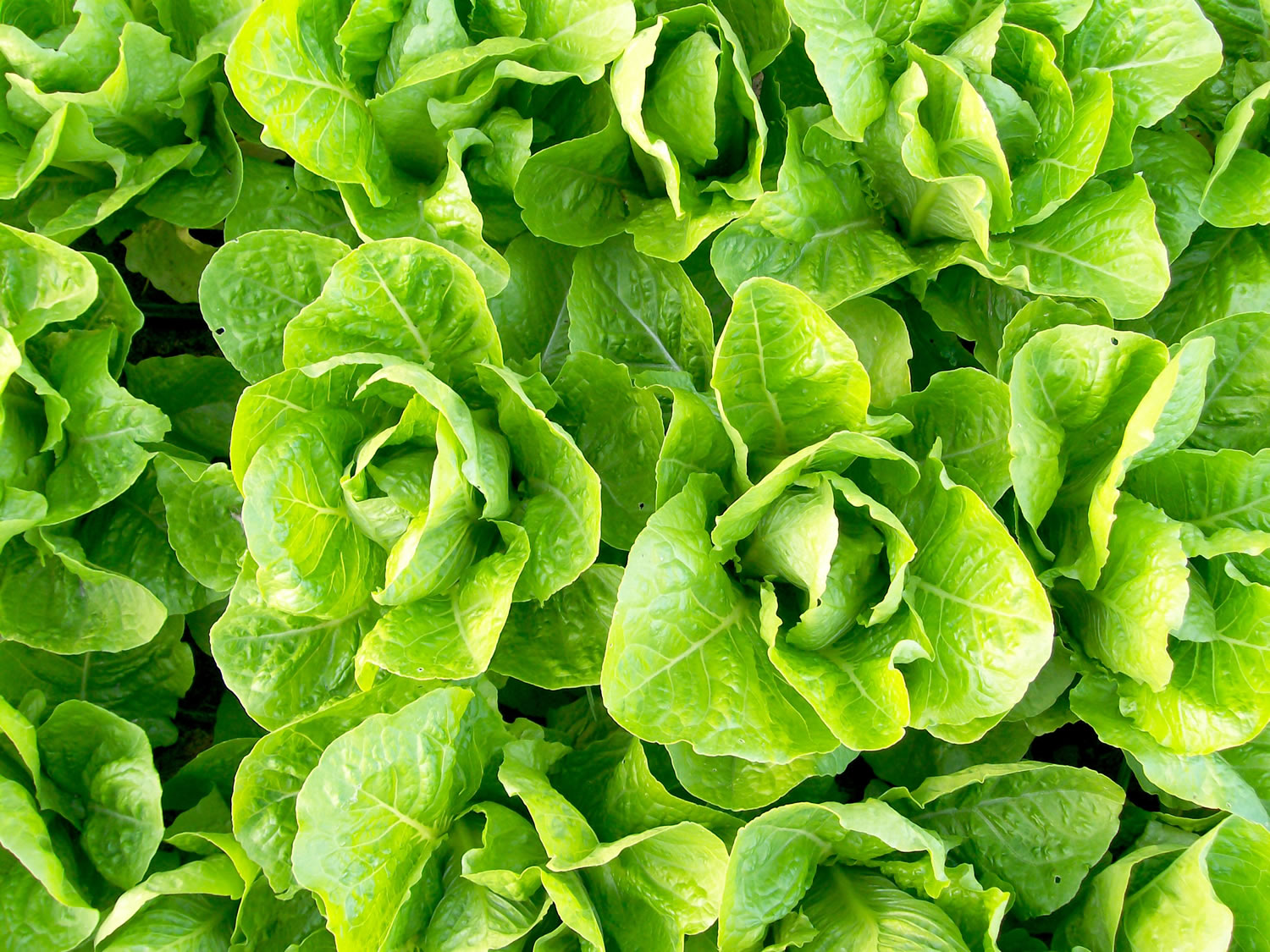 2 pieces of iceberg lettuce nutrition facts