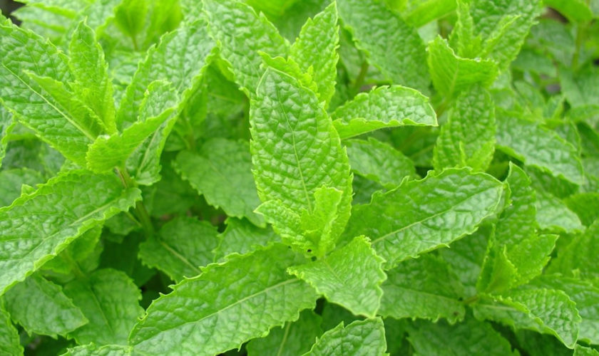 spearmint leaves