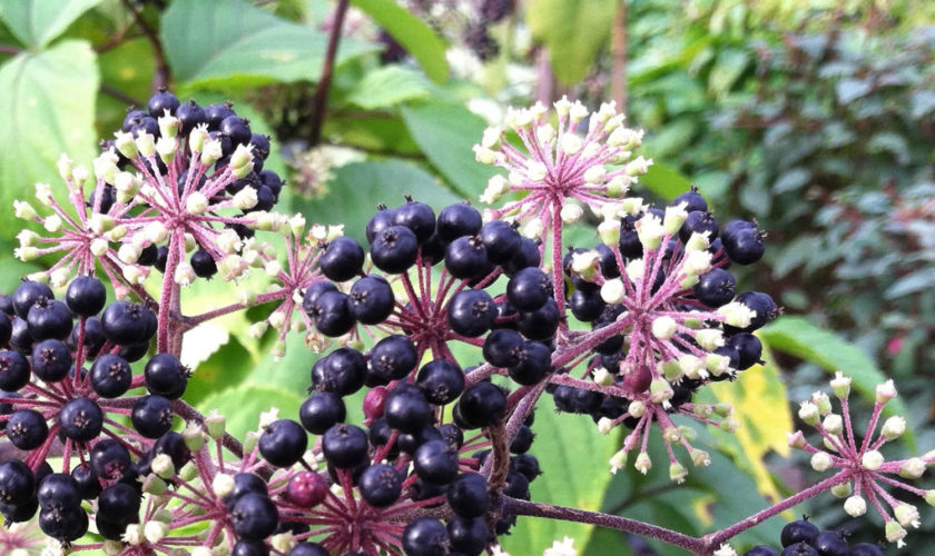 spikenard