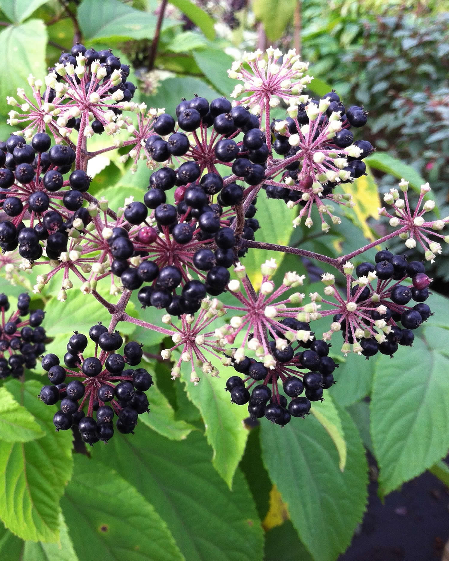 Spikenard Spikenard Essential Oil Are They Any Good