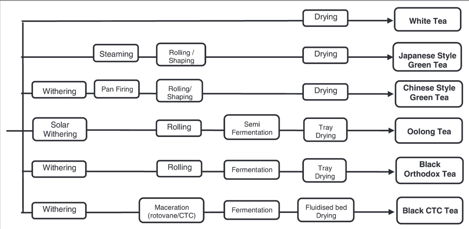 White Tea Processing Chart | Tea culture, Tea, White tea