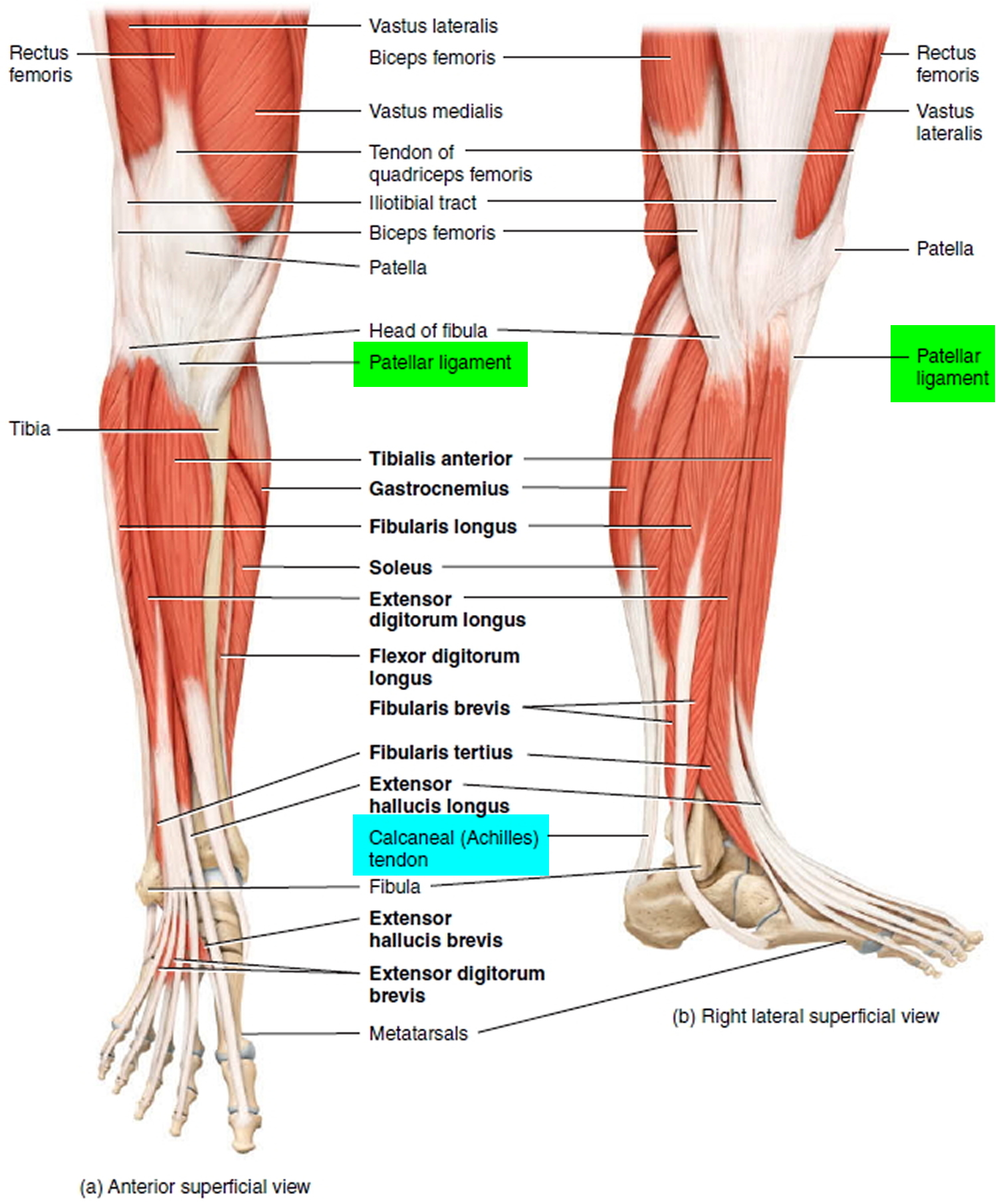 Knee Muscles And Tendons Diagram