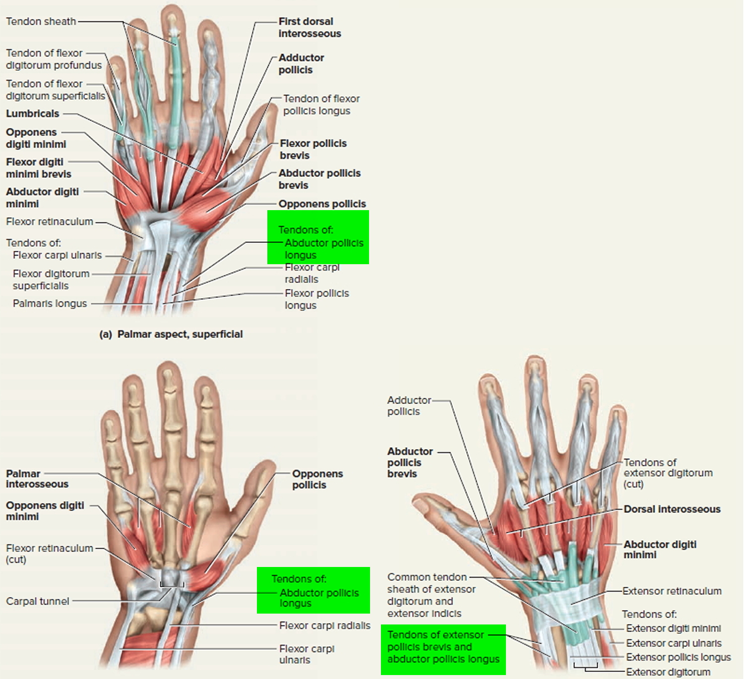 Collection 97+ Pictures pictures of tendons in wrist Completed