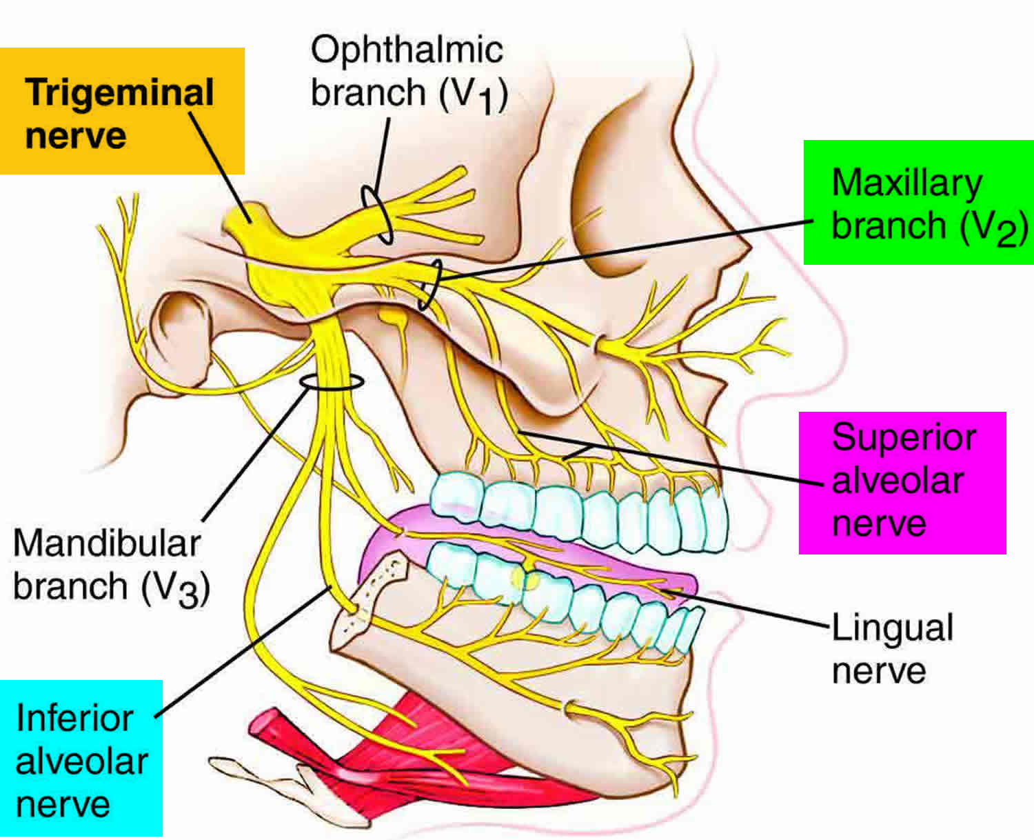 trigeminal nerve