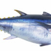 tuna bluefin