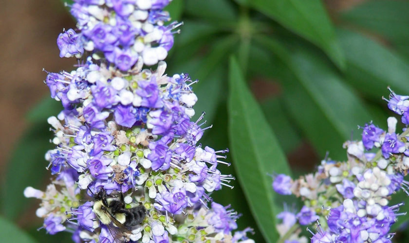 vitex