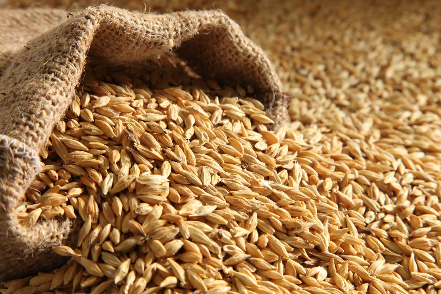 Barley Pearl Barley Nutrition Facts And Barley Health Benefits