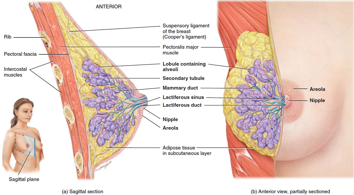 Mammary Duct Ectasia Causes Symptoms Diagnosis Treatment