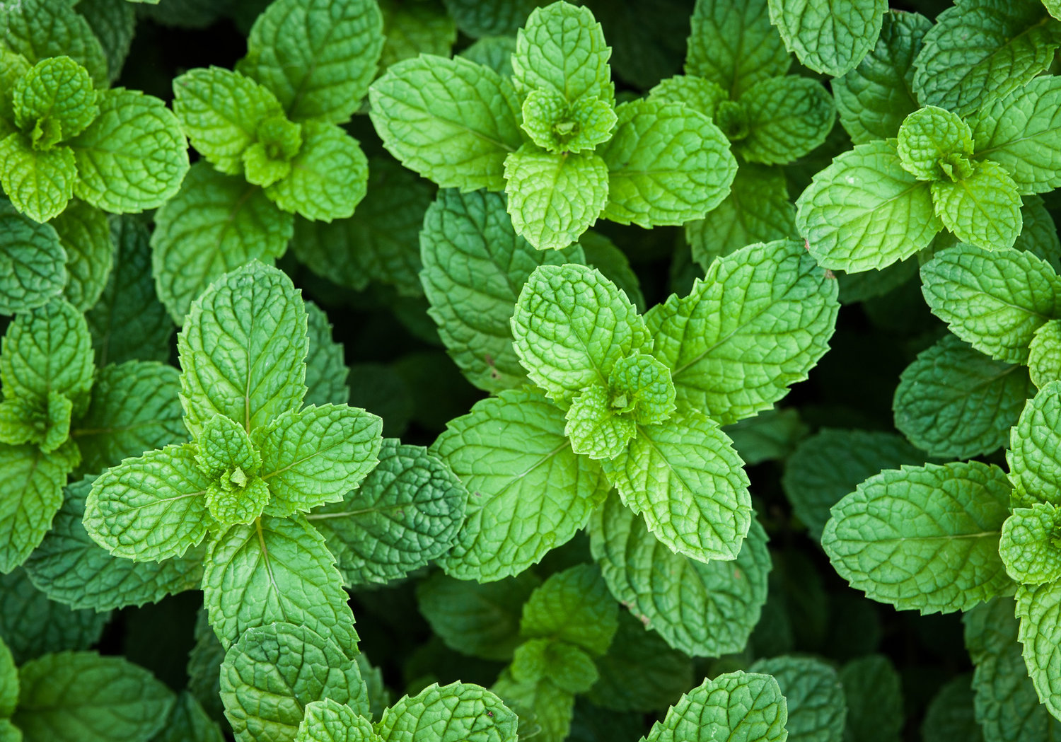 does peppermint keep bugs away