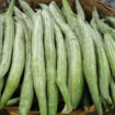 Snake-Gourds