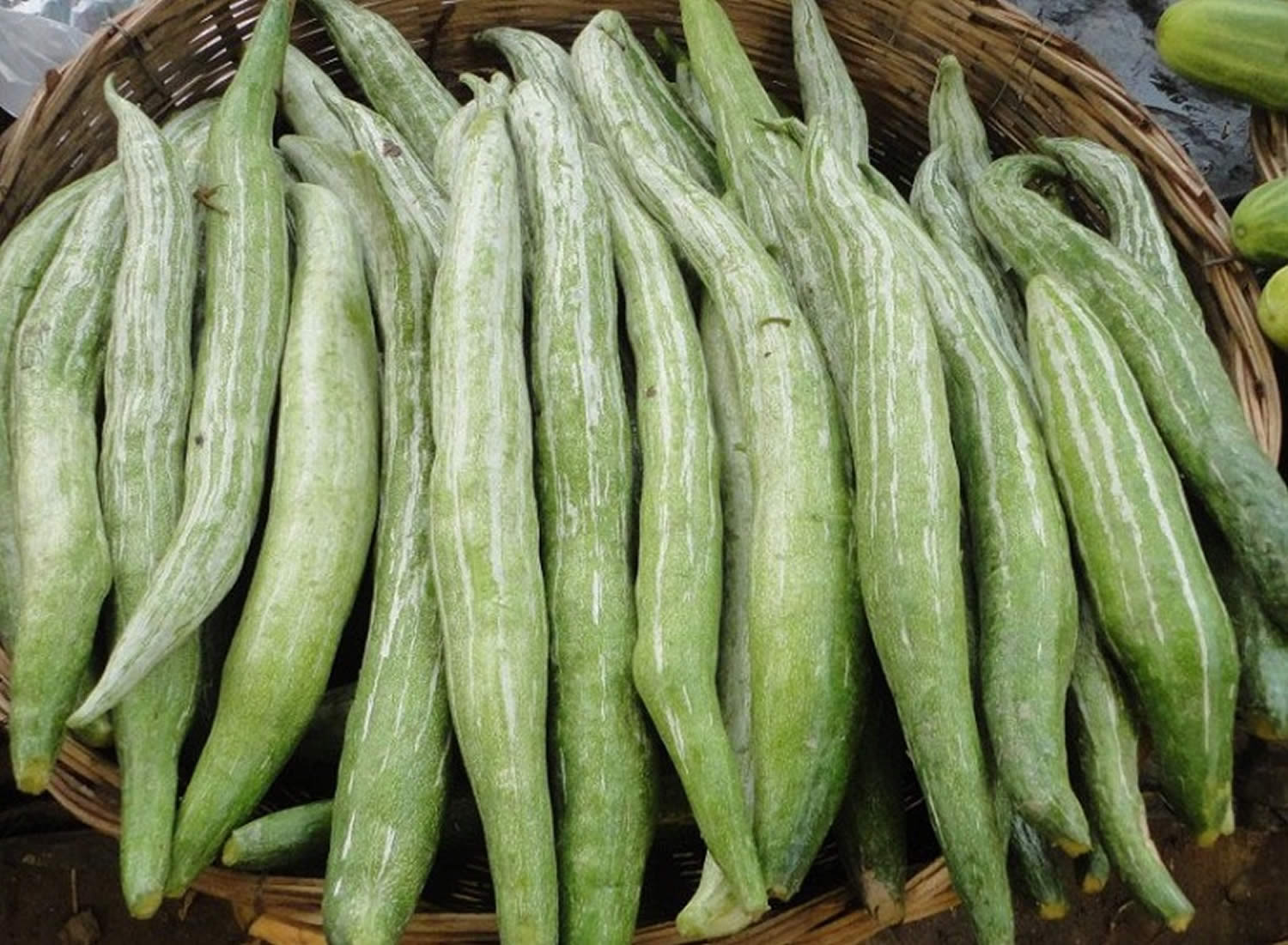 Snake Gourd Snake Gourd Nutrition Is It Good For You