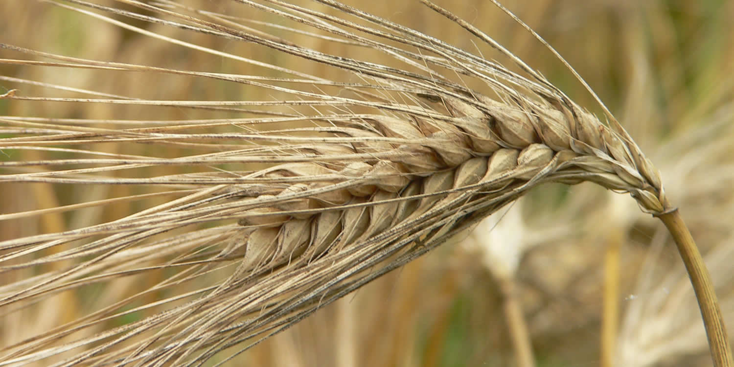 barley growing in the field