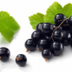 black currant