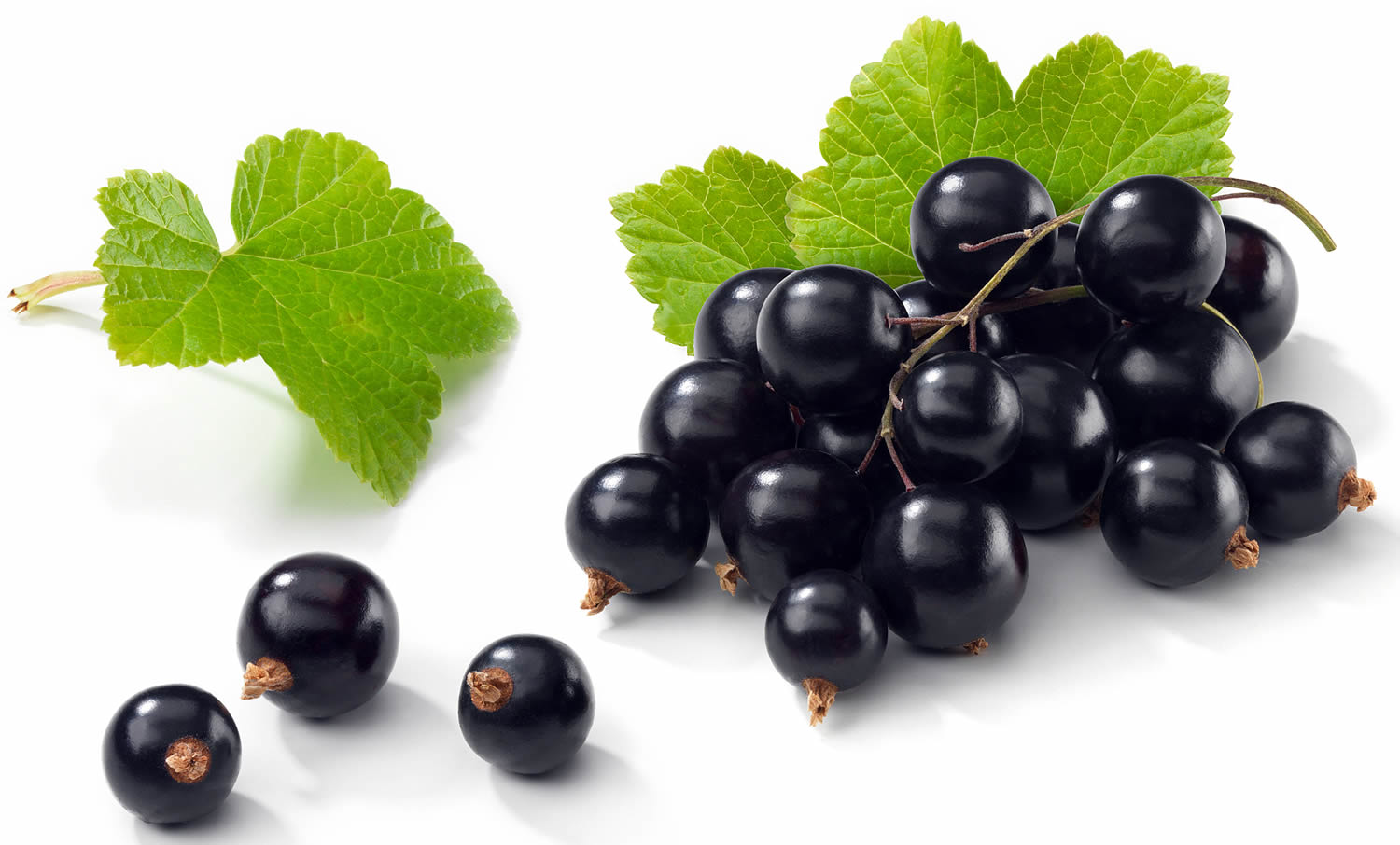 black-currant-black-currant-juice-oil-uses-benefits