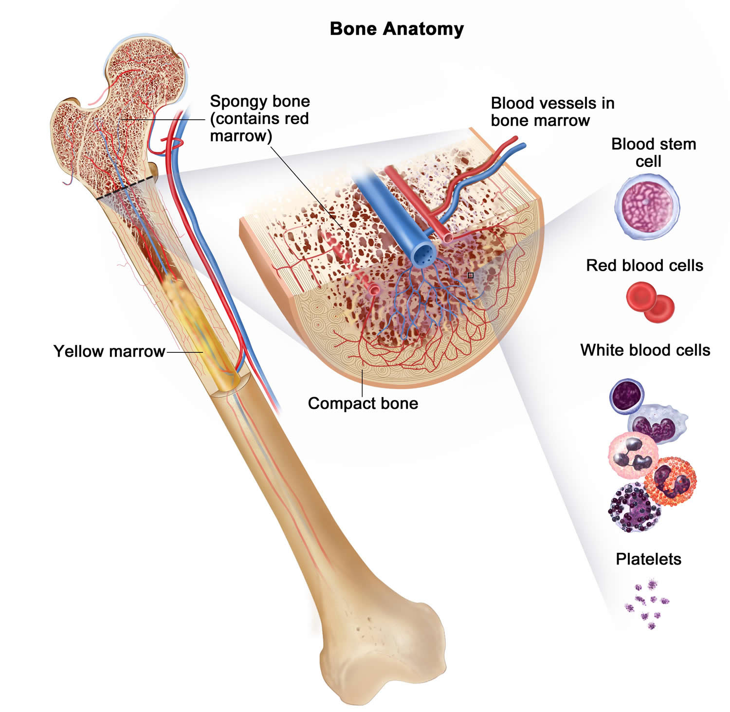 Bone Marrow Anatomy 