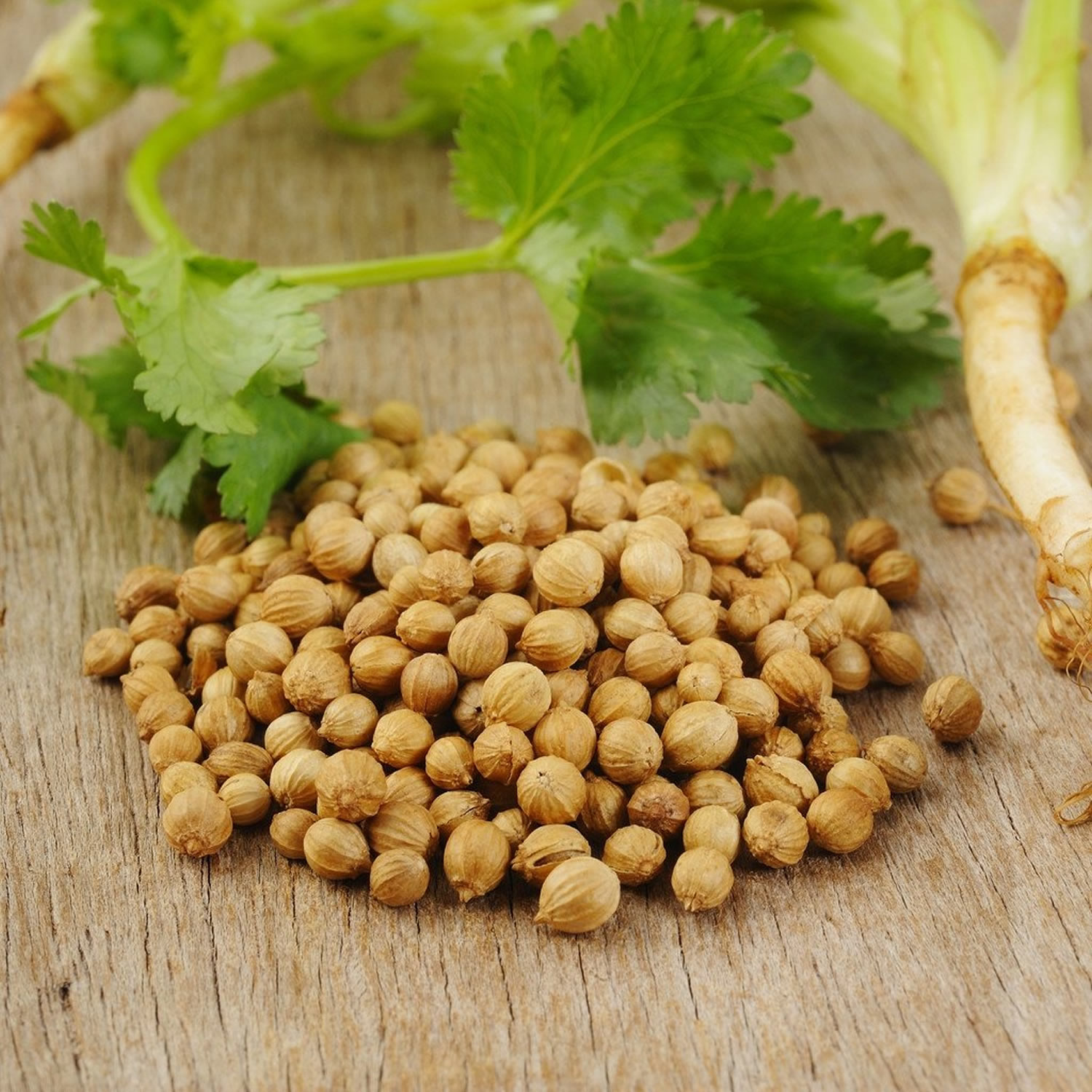 Coriander Coriander Powder Oil Cilantro Uses And Health Benefits