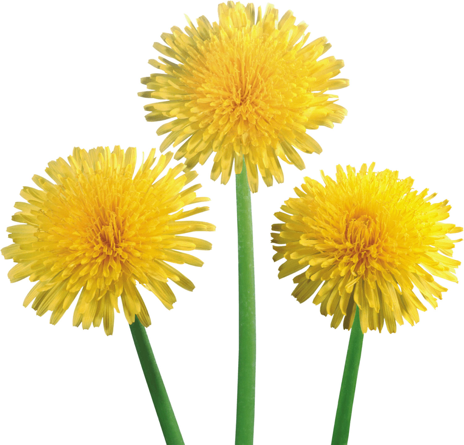 dandelion-dandelion-root-tea-dandelion-tea-uses