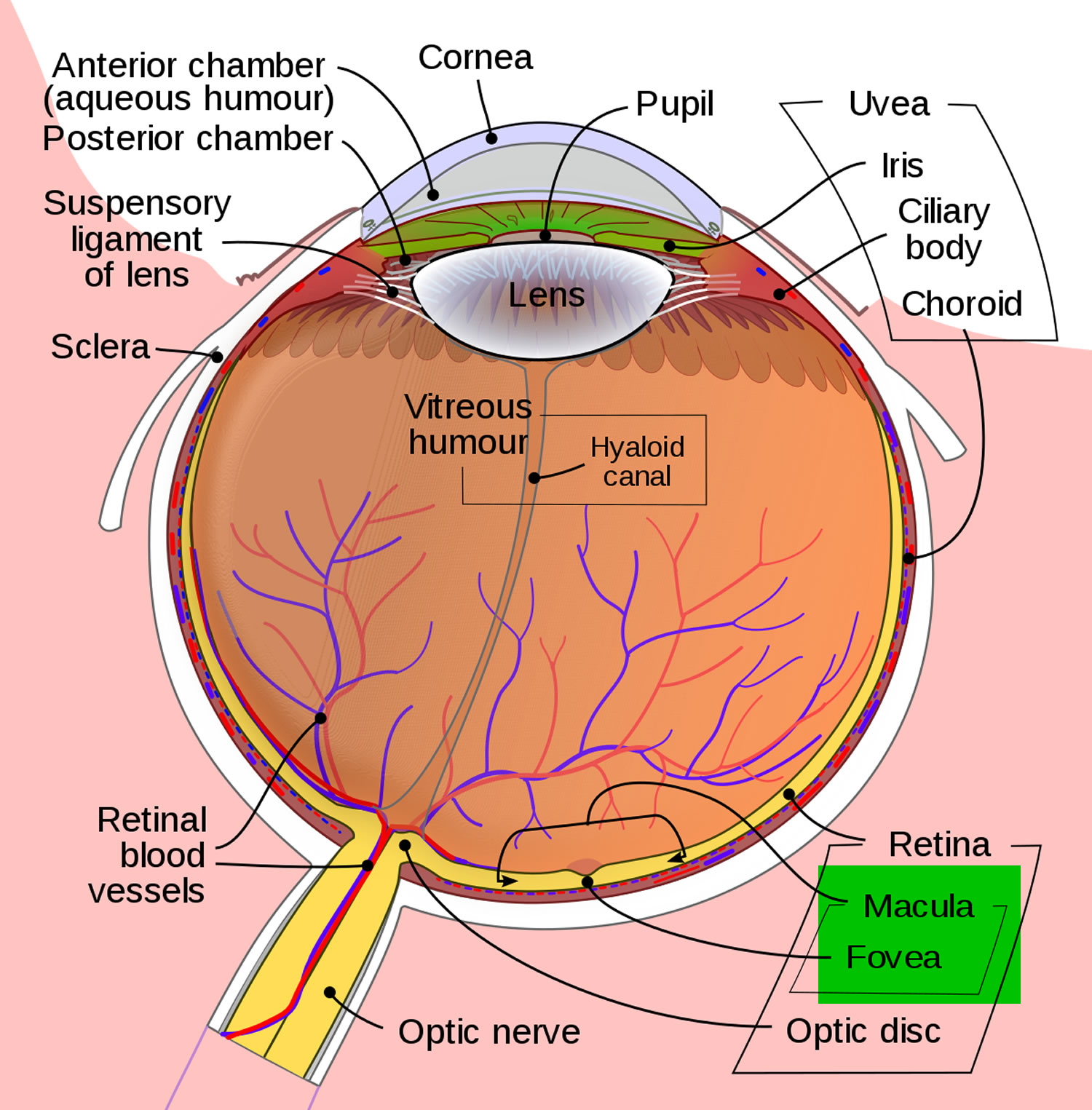 Macular degeneration - Age related, Causes, Types, Symptoms, Treatment