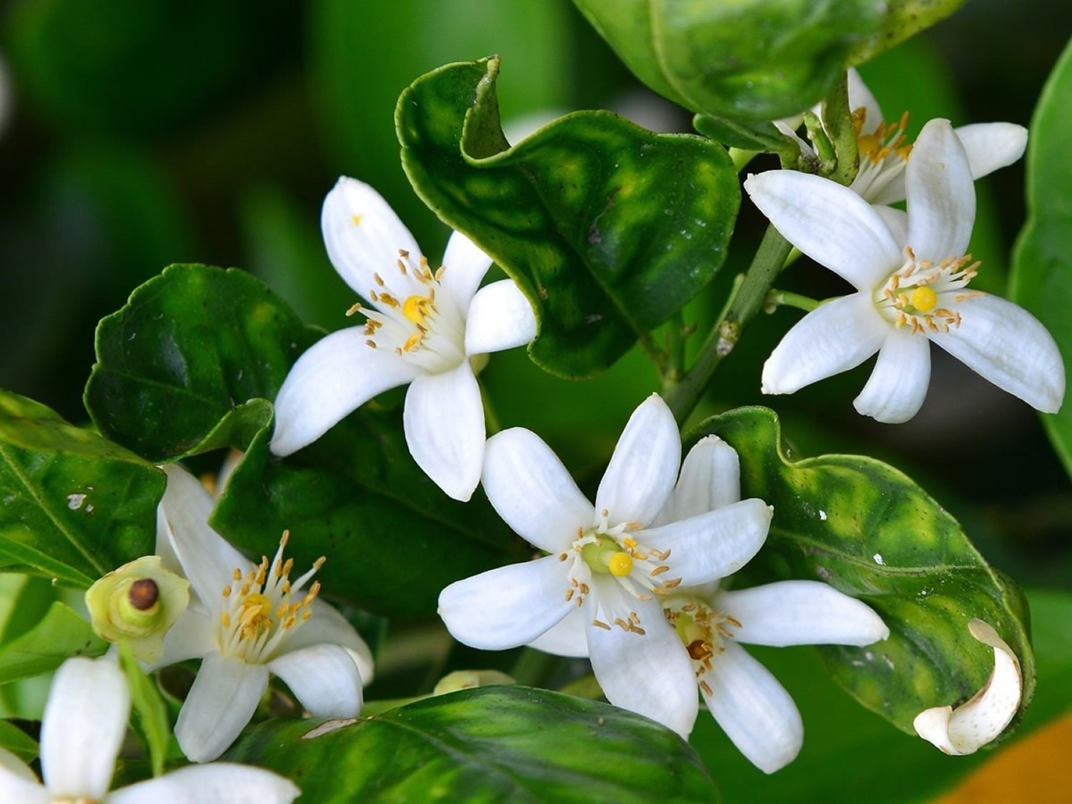 neroli