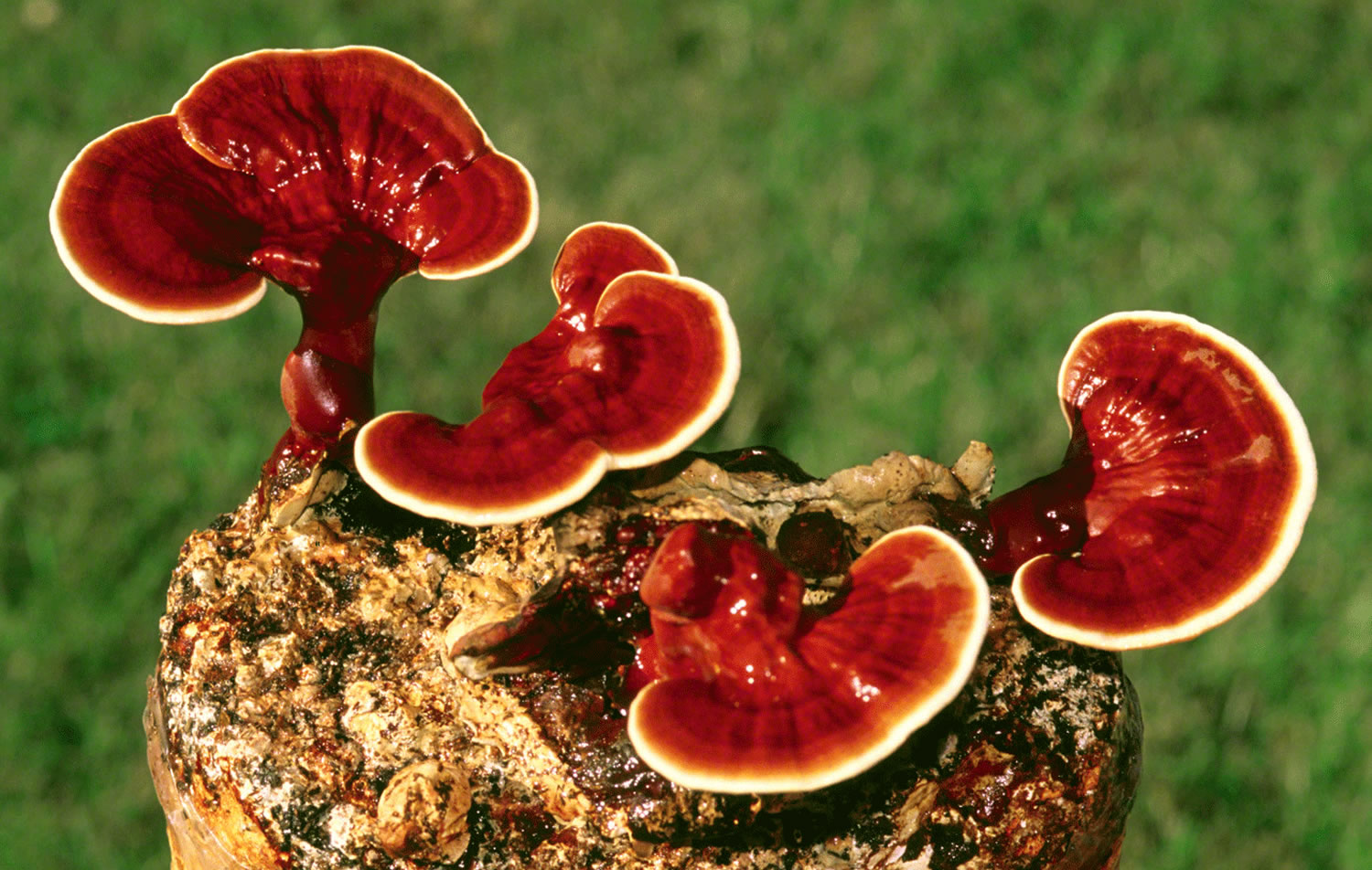 Reishi Reishi Mushroom Extract Potential Health Benefits