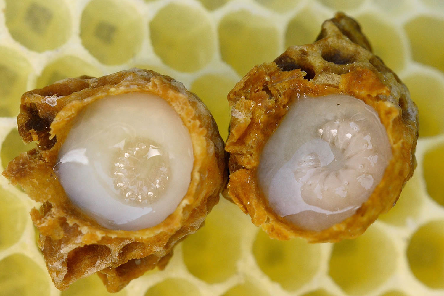 royal-jelly-royal-jelly-nutrition-facts-royal-jelly-uses