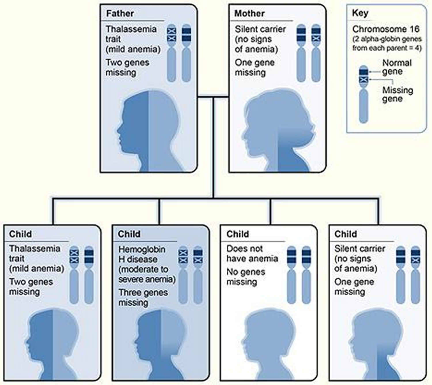 Alpha Thalassemia inheritance pattern