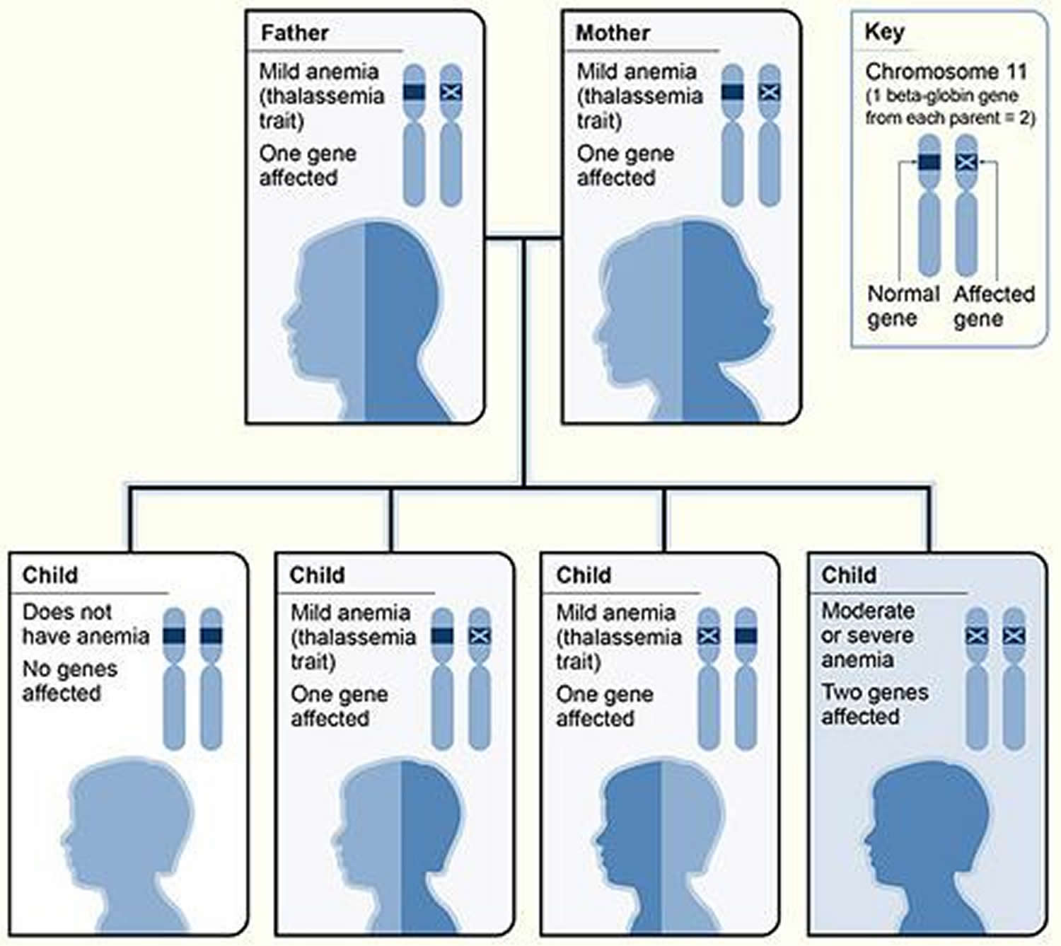 Beta Thalassemia inheritance pattern