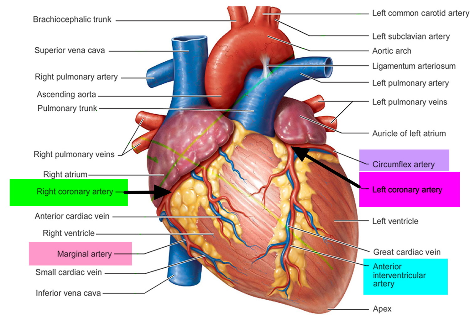 What Is An Inferior Heart Attack