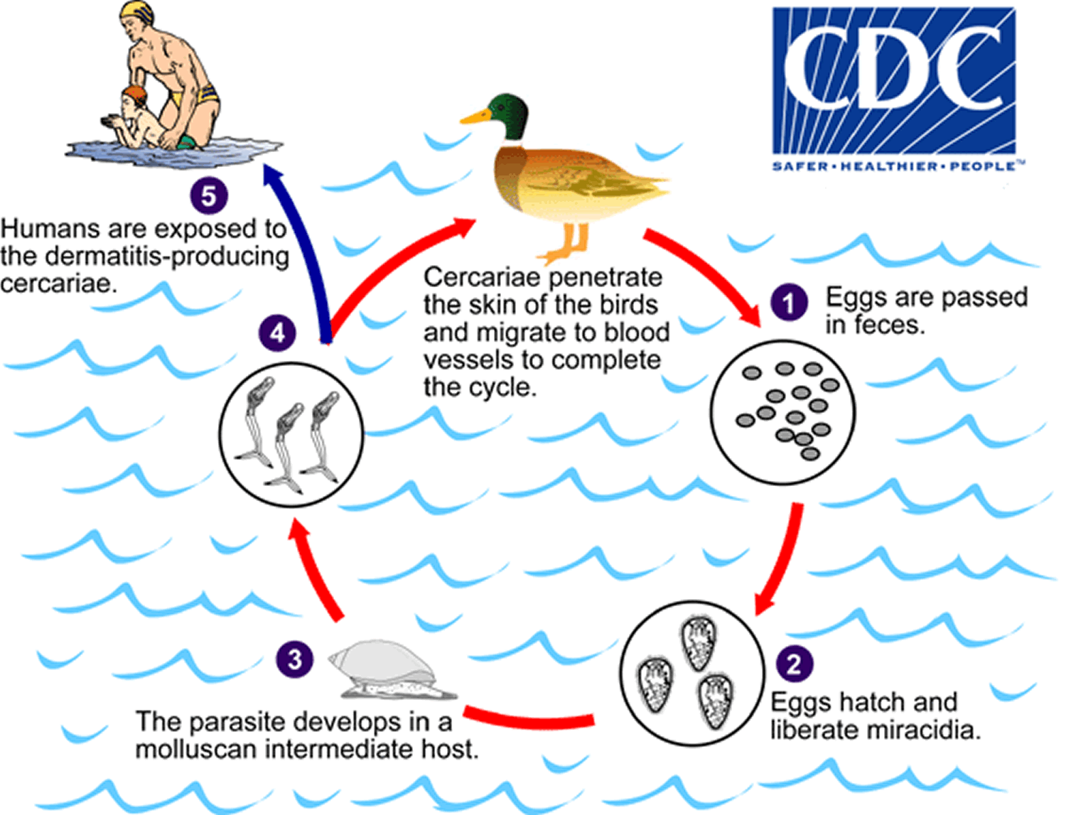 Life Cycle of Swimmers itch parasites