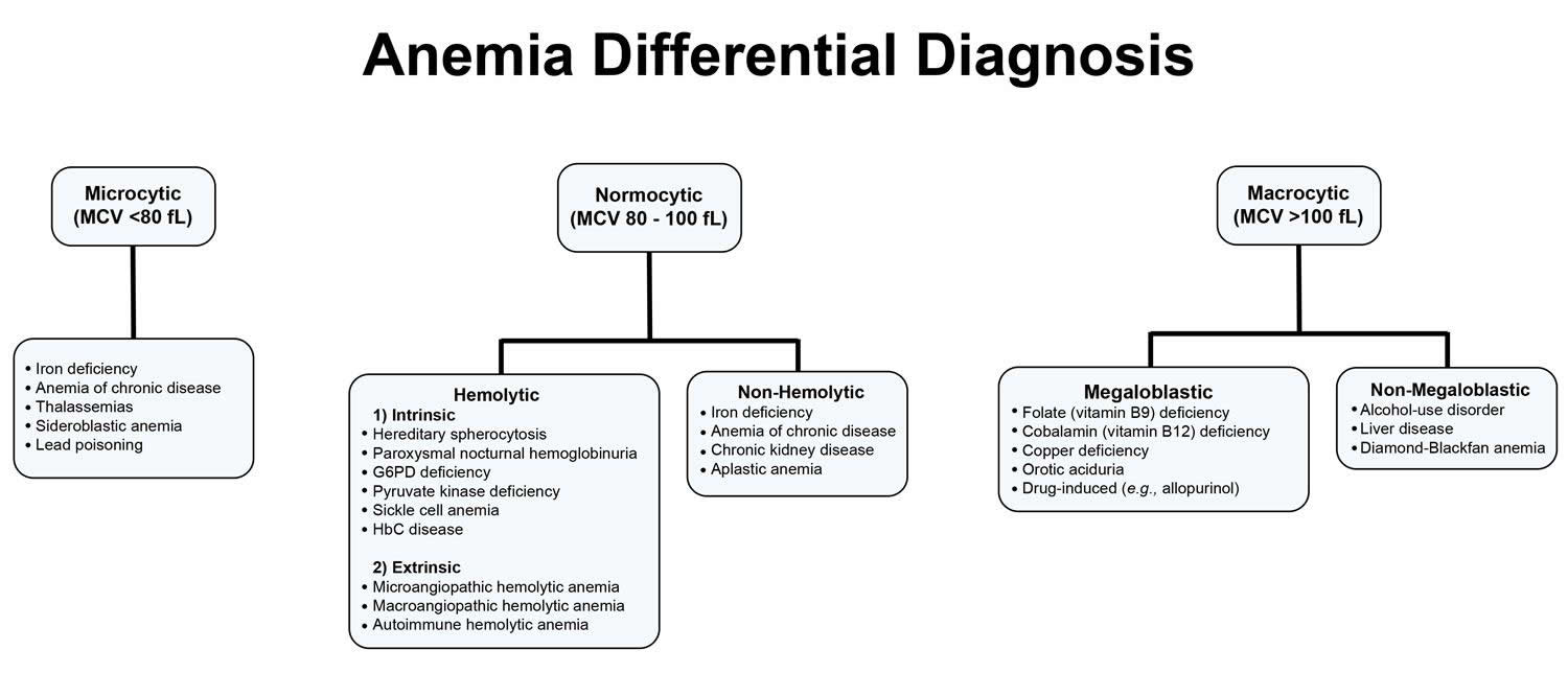 Normocytic Anemia Causes Signs And Symptoms Treatment 2466