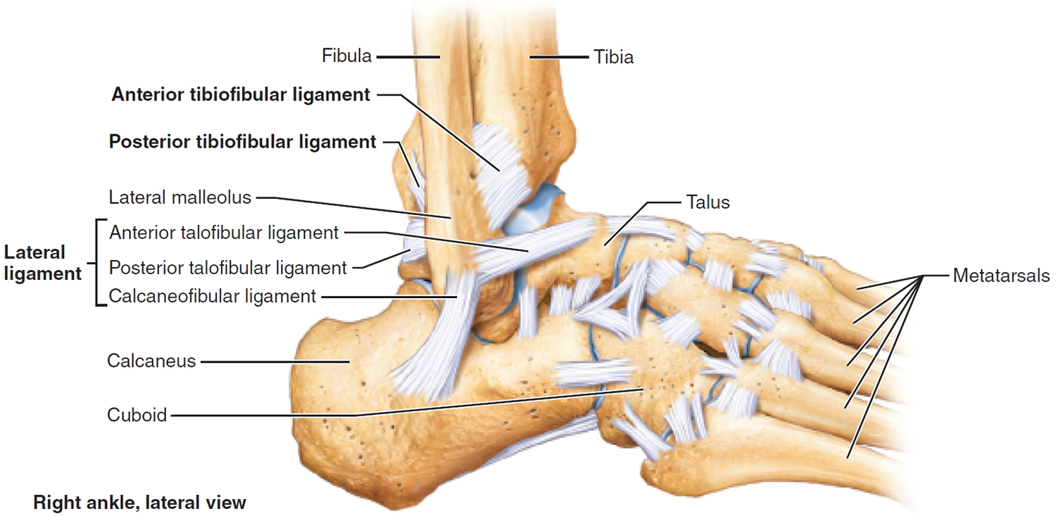 Bones Of The Ankle And Foot Diagram