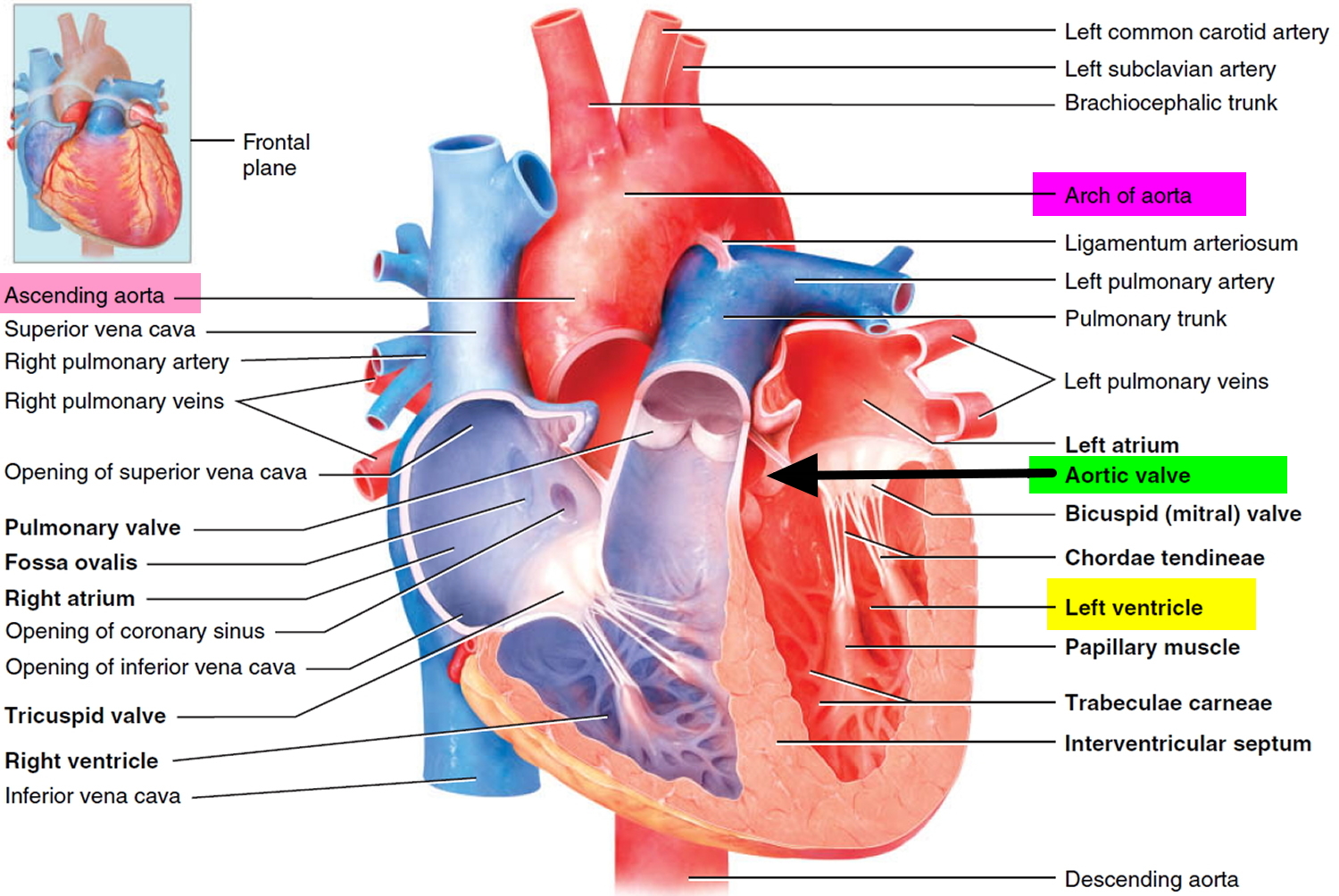 What Does A Failing Aortic Valve Feel Like